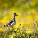 Grímsey - a Puffin Paradise on the Arctic Circle