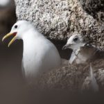 Grímsey - a Puffin Paradise on the Arctic Circle