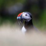 Grímsey - a Puffin Paradise on the Arctic Circle