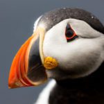 Grímsey - a Puffin Paradise on the Arctic Circle