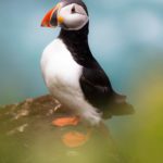 Grímsey - a Puffin Paradise on the Arctic Circle