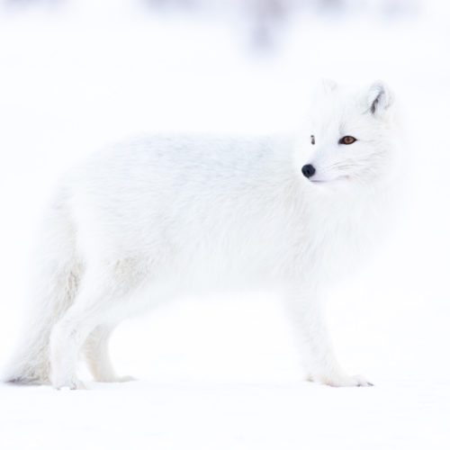 I encountered this beautiful white fox in the winter paradise of Þórsmörk. It's one of the best places in Iceland to spot foxes.