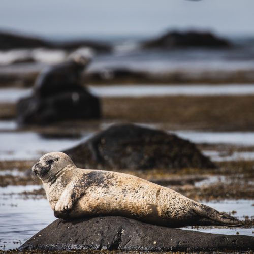 A seal pup sunbathing along the shores of West Iceland. I was fortunate enough to get an Eider Duck mid-flight in the shot as well.