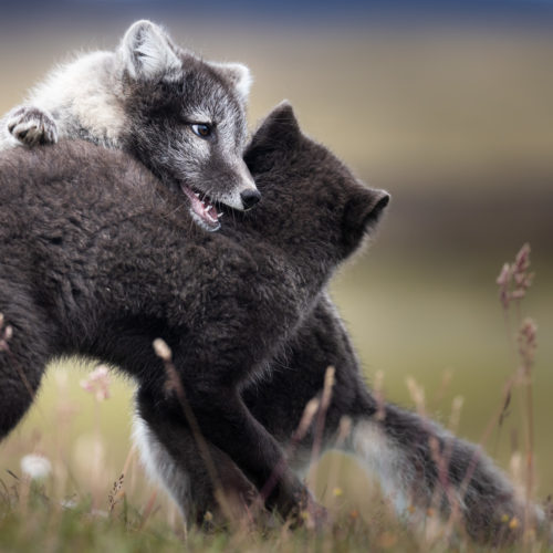 Two young arctic foxes playing in a field in the Icelandic Highlands.