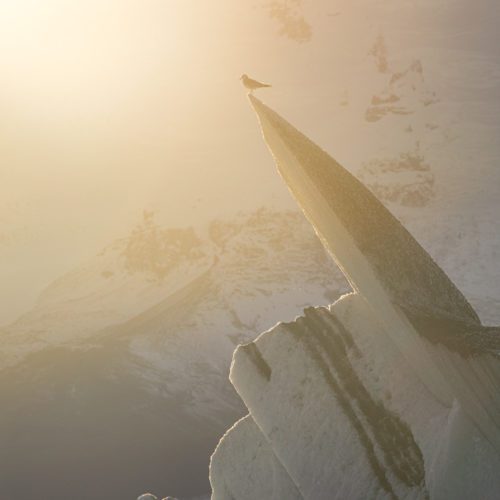 A little bird resting on top of a very sharp iceberg in the glacier lagoon.