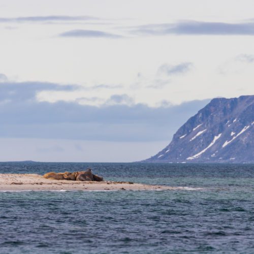 A small group of walrus enjoying the sun at Smeerenburgfjorden.