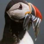 A puffin with a beak full of sand eel at the island of Grímsey in North Iceland.