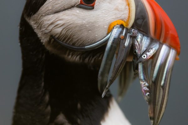 A puffin with a beak full of sand eel at the island of Grímsey in North Iceland.