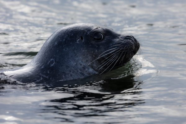 A grey seal swimming by the shore in Iceland.