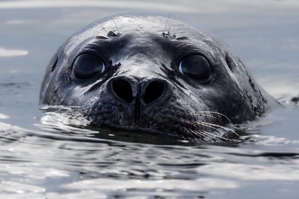 A seal peaking out of the water to look at me in Iceland.