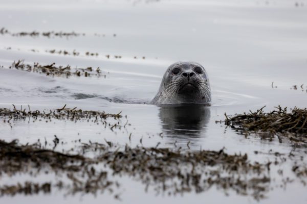 A seal swimming by the shore in Iceland.