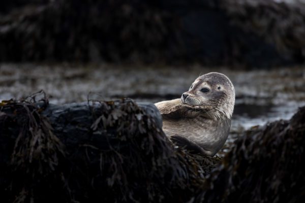 A seal scratching his face at a rocky coastline in Iceland.