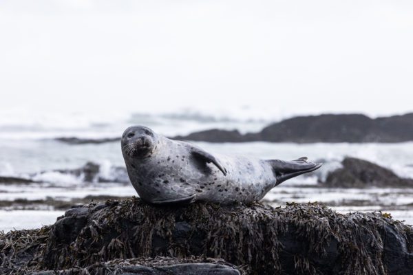 A seal posing on top of a rock near the coastline of in Iceland.