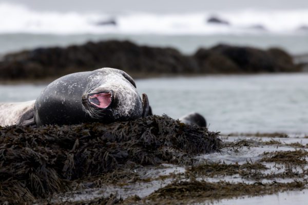 A seal yawning on a rock in Iceland.