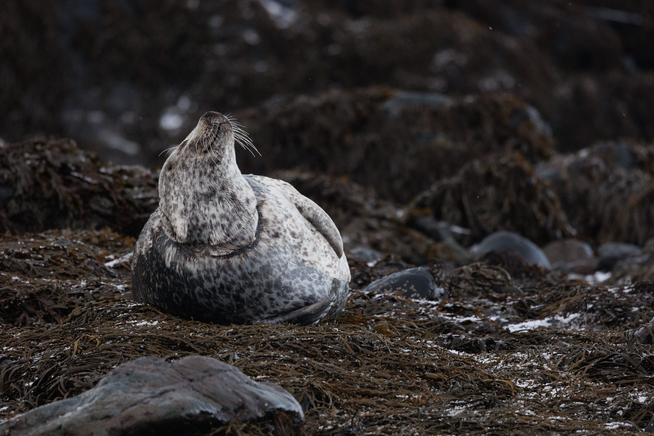 A grey seal lying in sea weed in Iceland.
