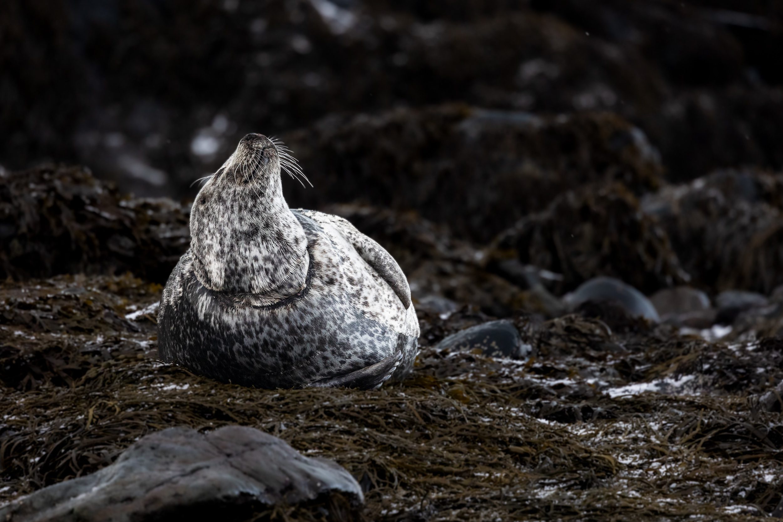 A grey seal lying in the seaweed.