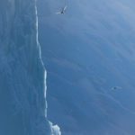 Two sea gulls flying around an iceberg which is beautifully lit.