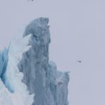 Two sea gulls flying in front of an iceberg in the icefjord of Ilulissat, Greenland.