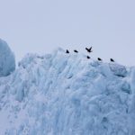 A flock of ravens sitting on top of an iceberg in Ilulissat, Greenland.