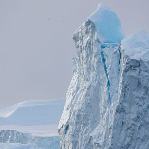 A massive iceberg cliff with two sea gulls flying in front in Ilulissat, Greenland.