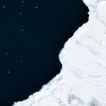 A top-down capture of birds swarming near the sea ice in the icefjord of Ilulissat, Greenland.