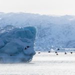 Eider ducks flying around icebergs in the UNESCO icefjord of Ilulissat, Greenland.