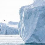 Two gulls flying around icebergs in Ilulissat, Greenland.