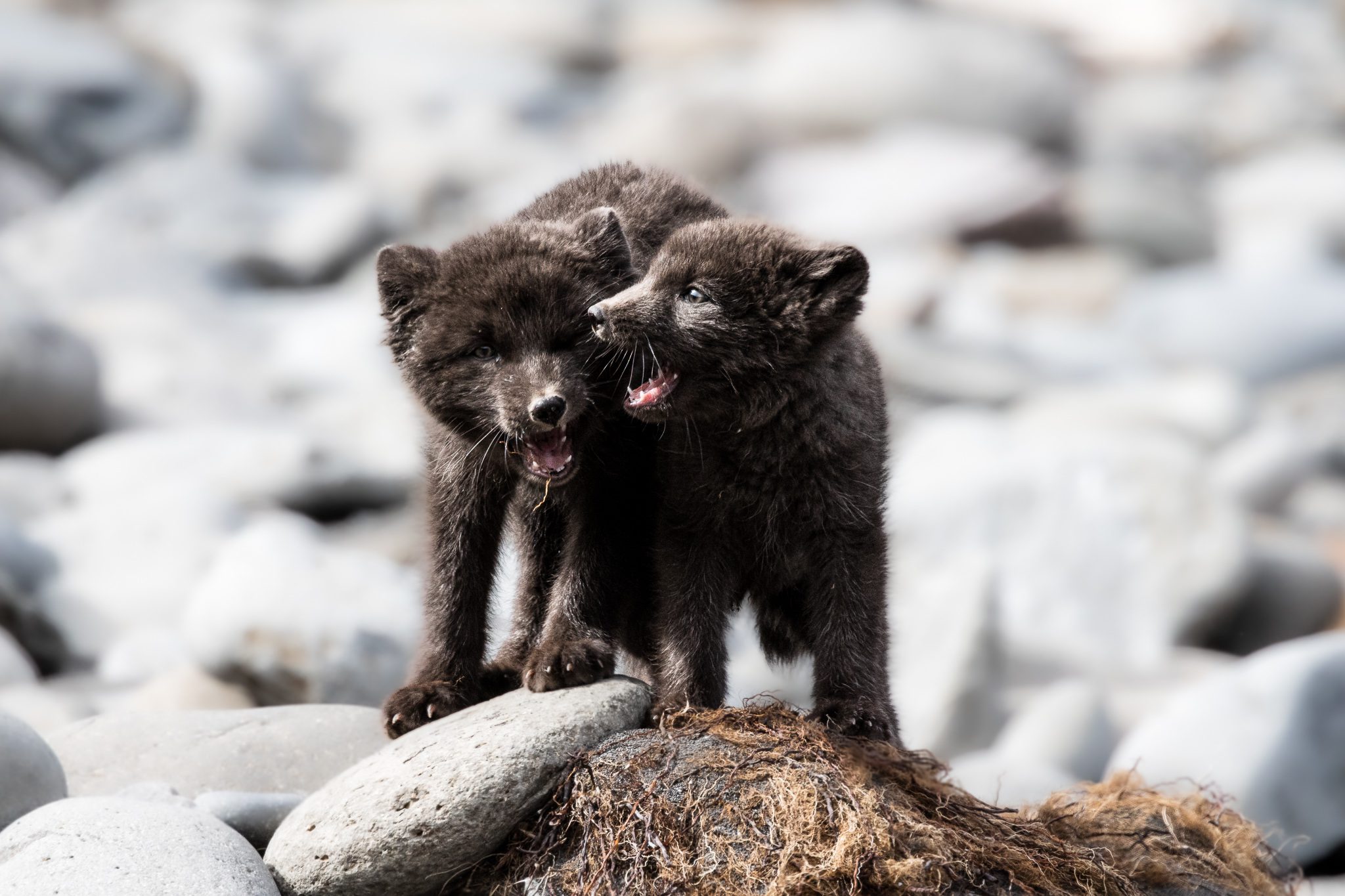 New on YouTube: Photographing Arctic Fox Cubs in Hornstrandir
