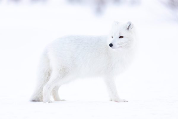 FEP Awards 2023 - Silver Award in Category Nature (& More!)