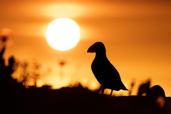 FEP Awards 2023 - Silver Award in Category Nature (& More!)