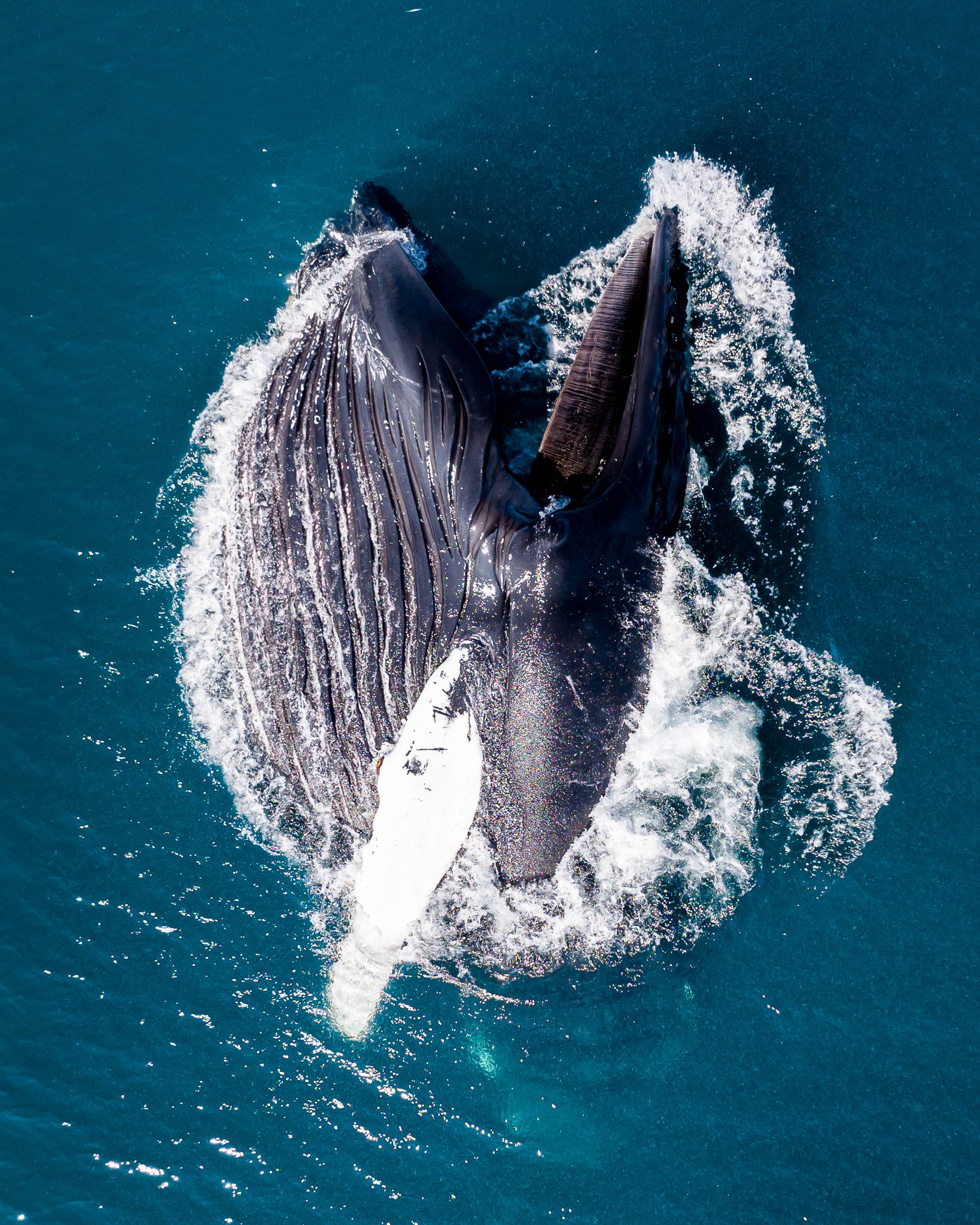 Behind the Shot - Whales in Greenland