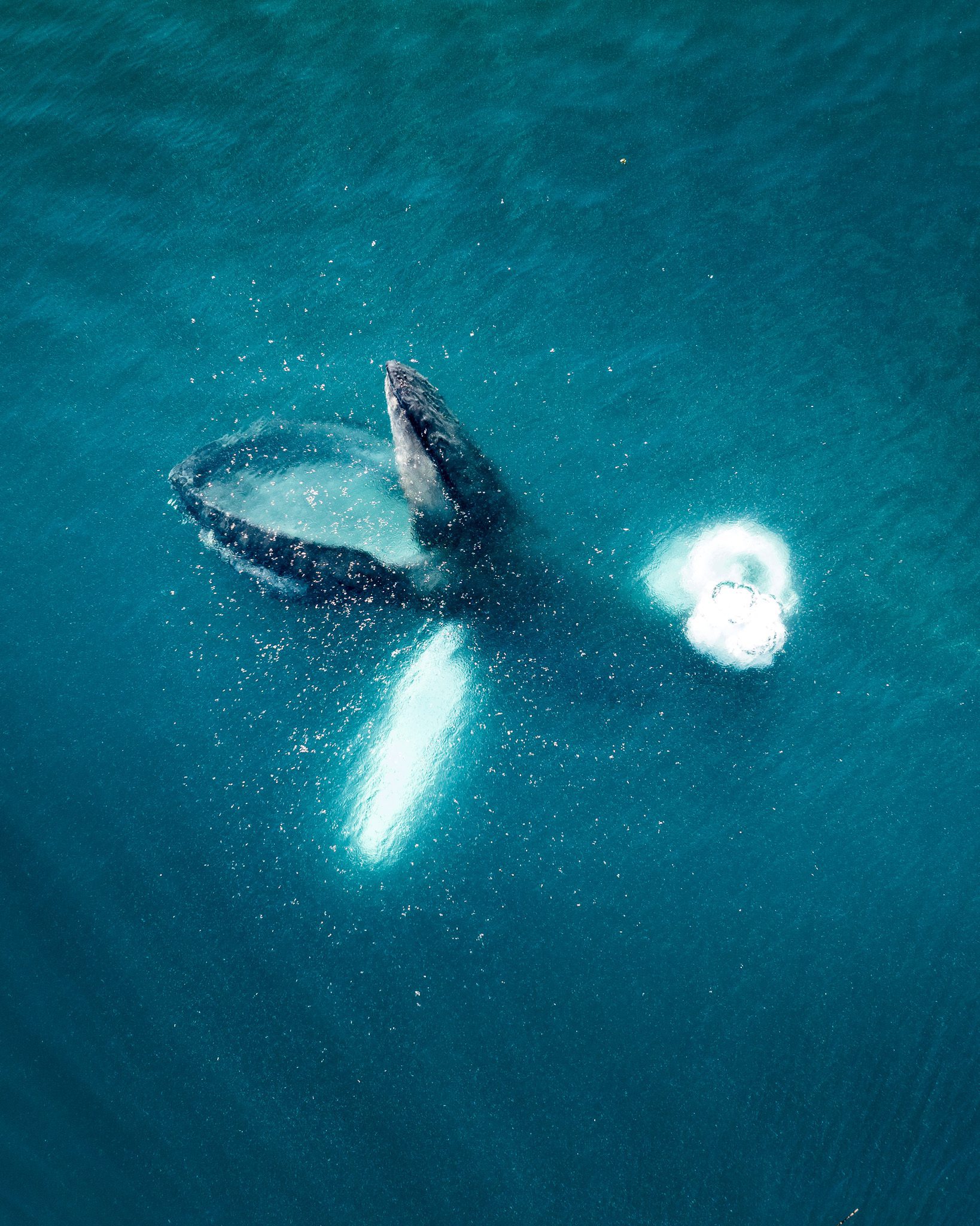 Behind the Shot - Whales in Greenland