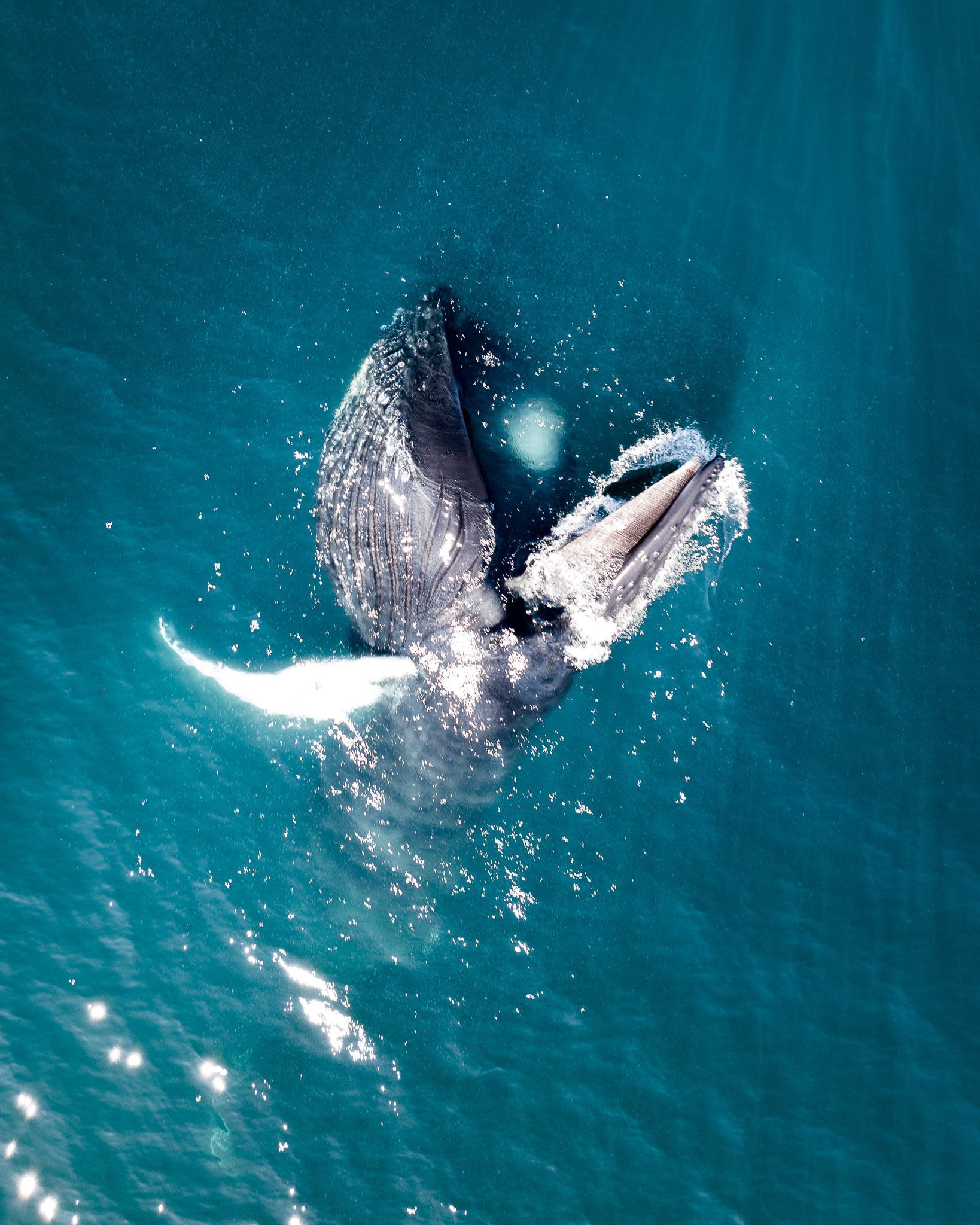 Behind the Shot - Whales in Greenland