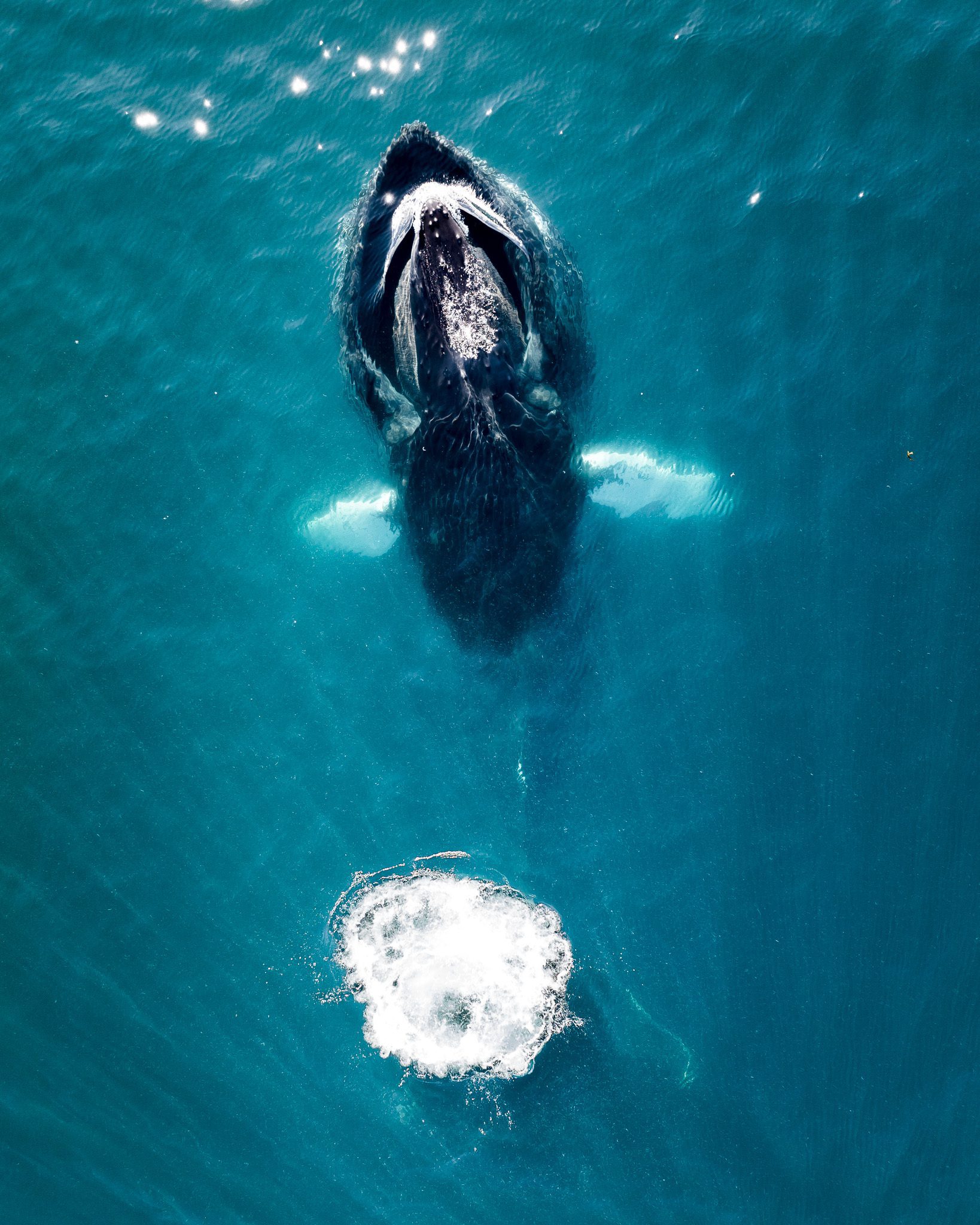 Behind the Shot - Whales in Greenland