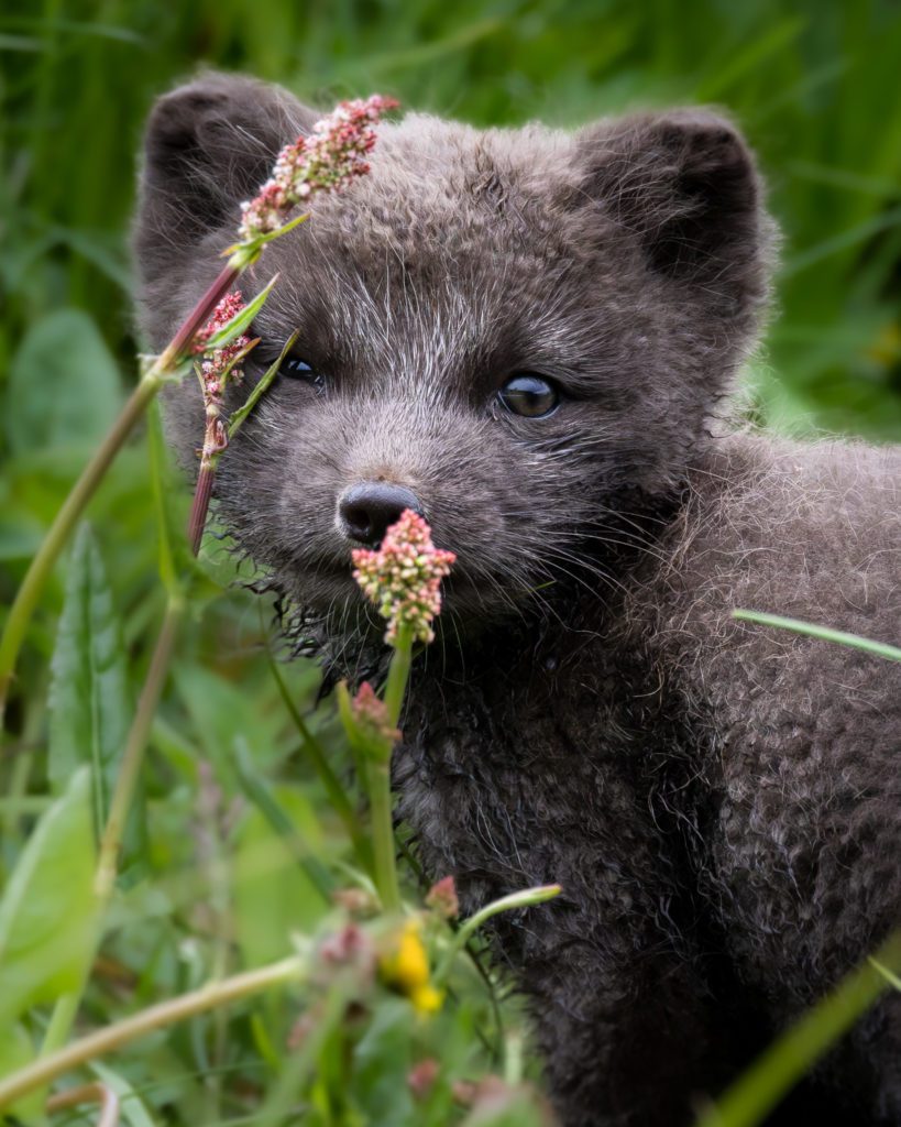 Arctic Foxes in Hornstrandir 2024