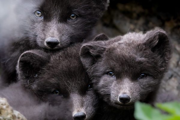 Arctic Foxes in Hornstrandir 2024