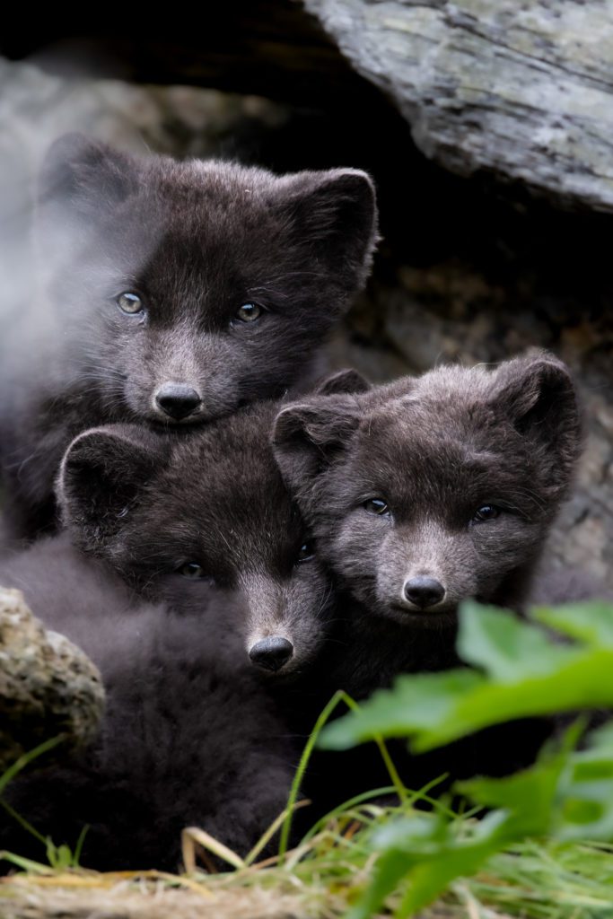 Arctic Foxes in Hornstrandir 2024