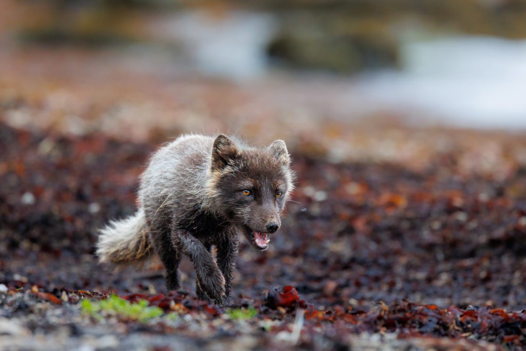 Arctic Foxes in Hornstrandir 2024