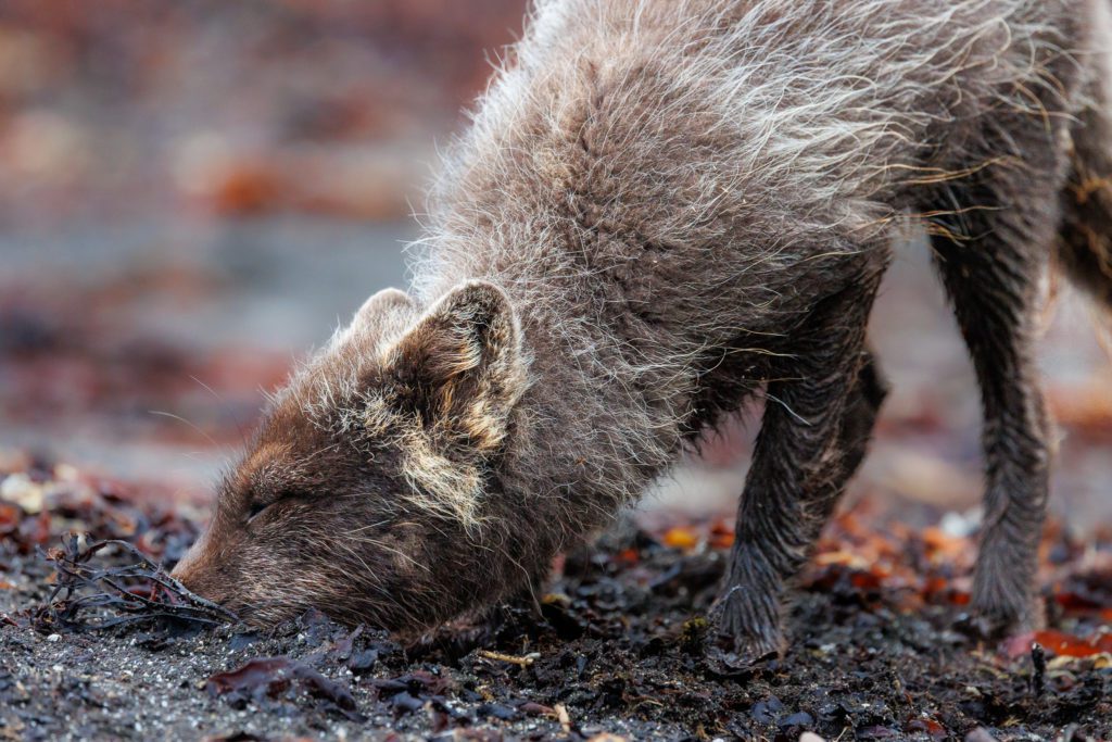 Arctic Foxes in Hornstrandir 2024