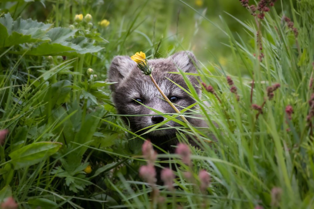 Arctic Foxes in Hornstrandir 2024