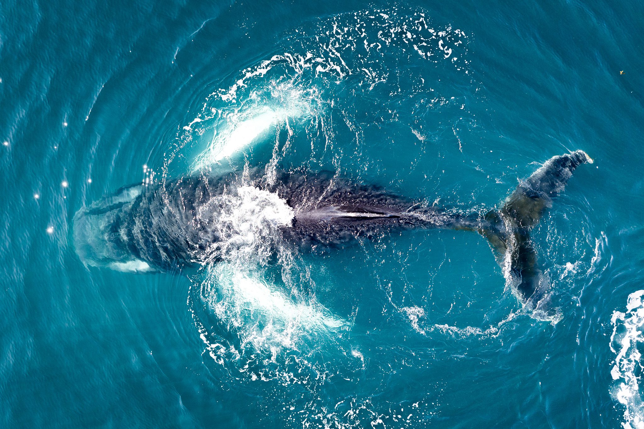 Behind the Shot – Whales in Greenland