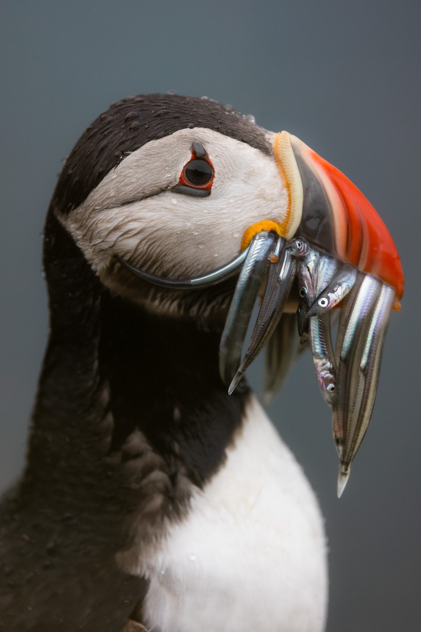 Behind the Shot – The Hungry Puffin