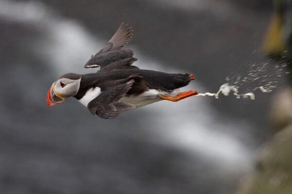 Behind the Shot - The Hungry Puffin