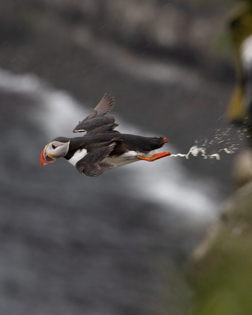 Atlantic puffin flying with sand eels in its beak and a stream of droppings behind.