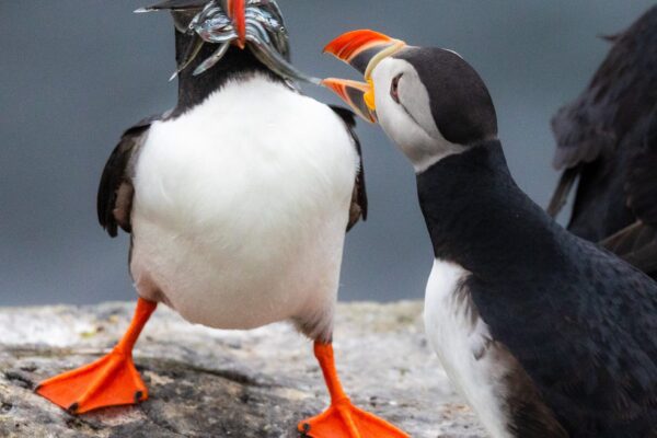 Behind the Shot - The Hungry Puffin