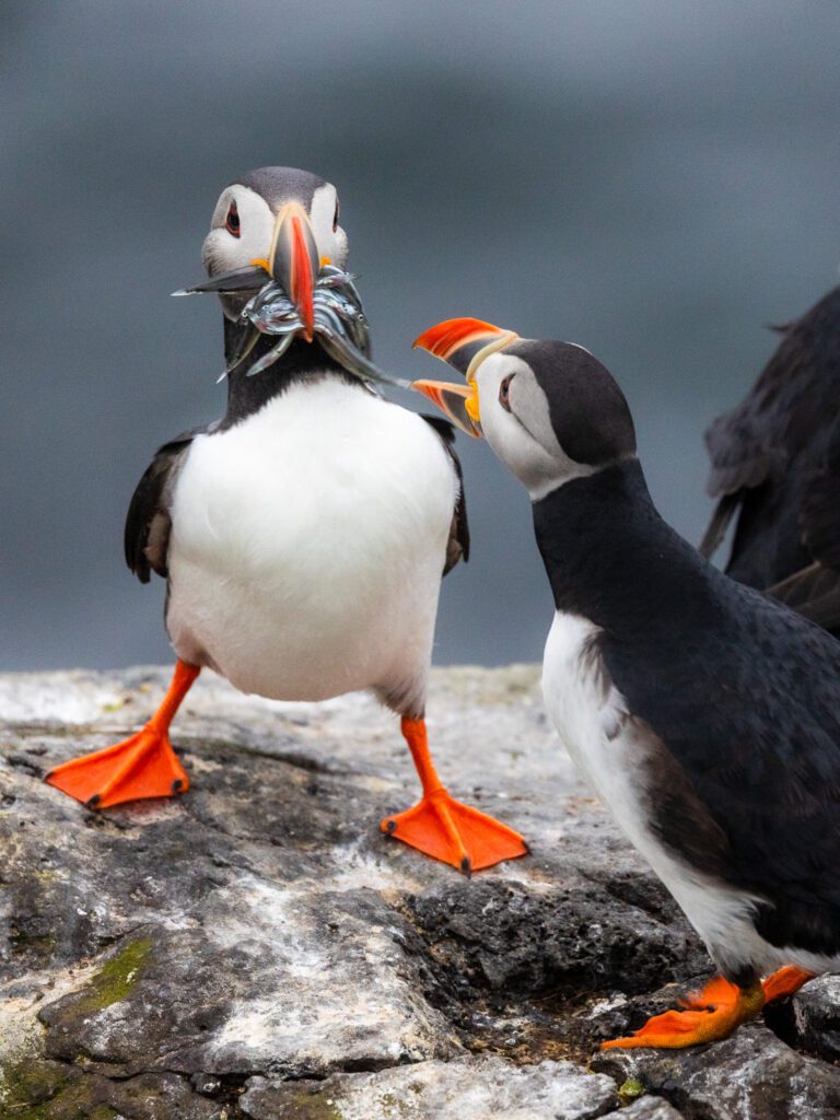 Two Atlantic puffins on a rocky cliff edge with one carrying a beakful of sand eels.
