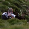 Photographer lying low in the grass with the Canon RF 100-500mm shooting Atlantic puffins in Iceland.