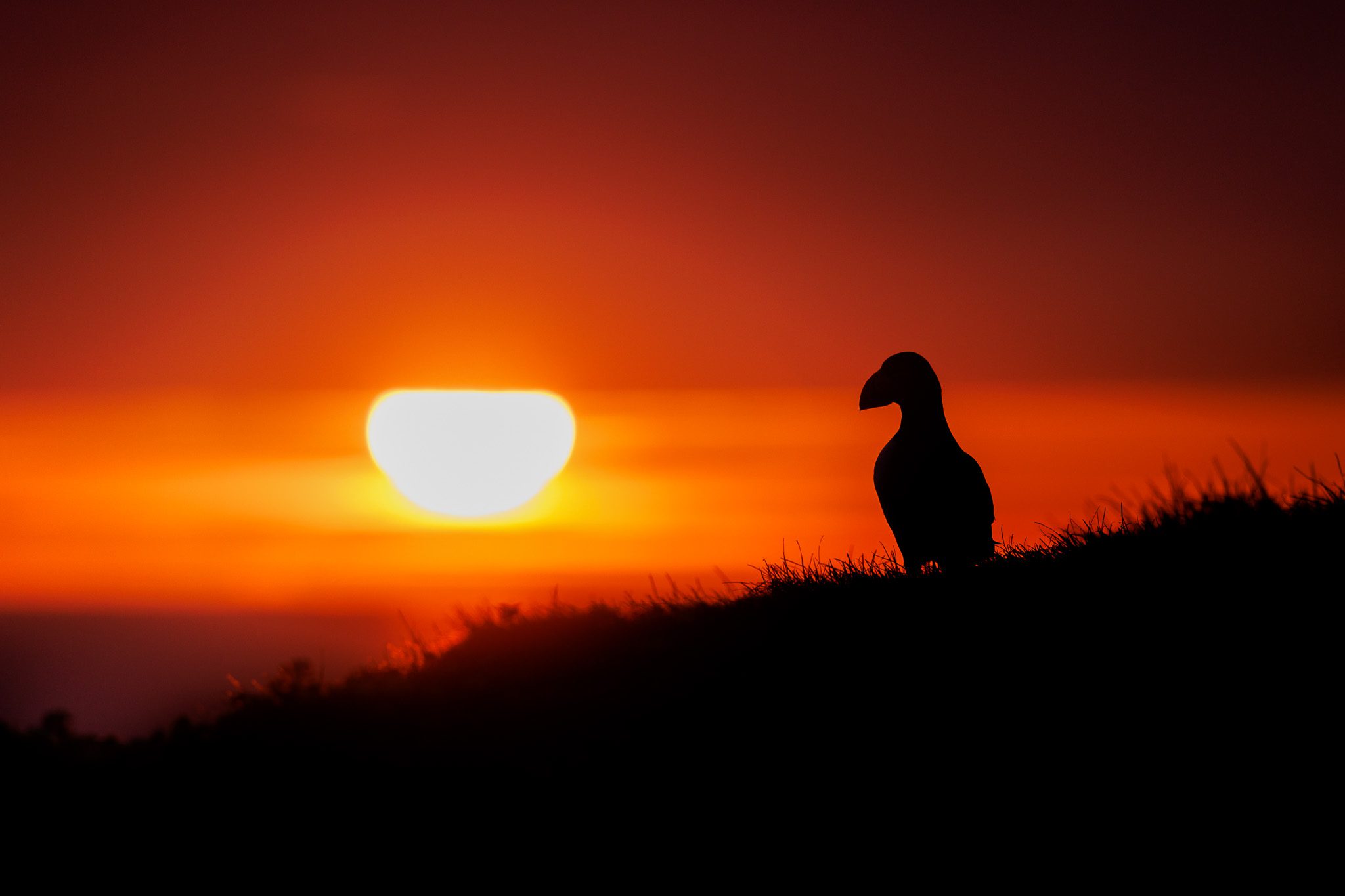 Atlantic Puffin on Grímsey island in North Iceland in the midnight sun.