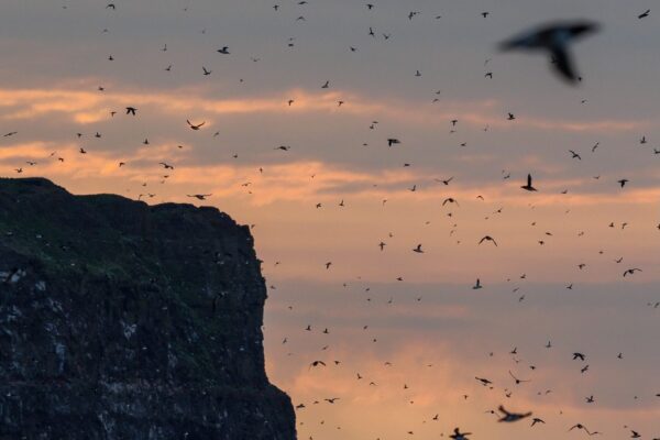 Flying birds on Grímsey island in North Iceland in the midnight sun.