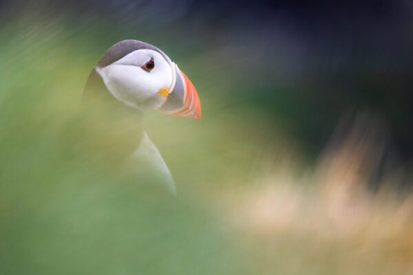 6 Tips To Improve Your Puffin (or Bird) Photographs
